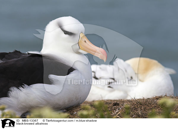 black-browed albatross / MBS-13367