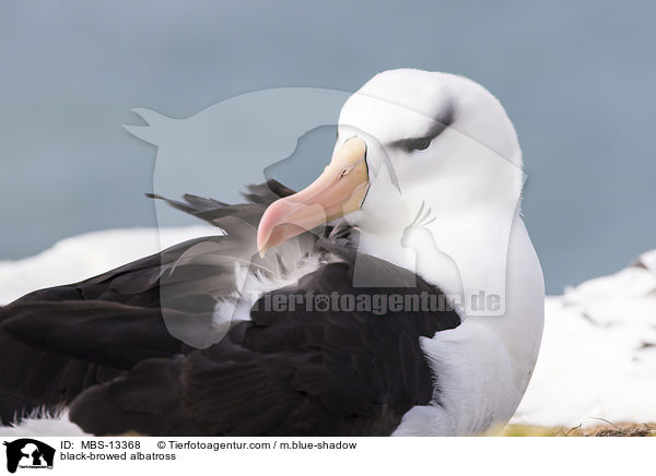 black-browed albatross / MBS-13368