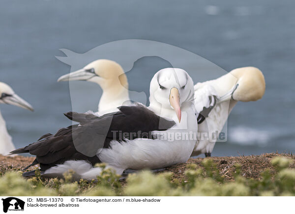 black-browed albatross / MBS-13370
