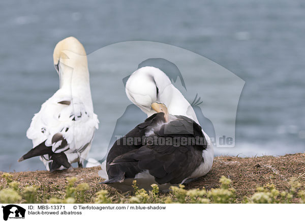 Schwarzbrauenalbatros / black-browed albatross / MBS-13371
