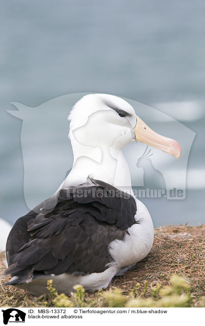 Schwarzbrauenalbatros / black-browed albatross / MBS-13372