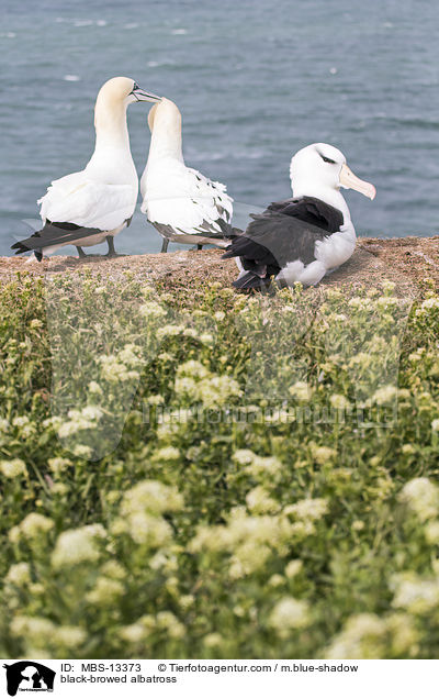 Schwarzbrauenalbatros / black-browed albatross / MBS-13373