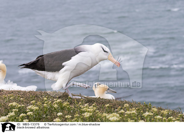 black-browed albatross / MBS-13376