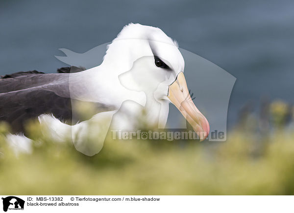 Schwarzbrauenalbatros / black-browed albatross / MBS-13382