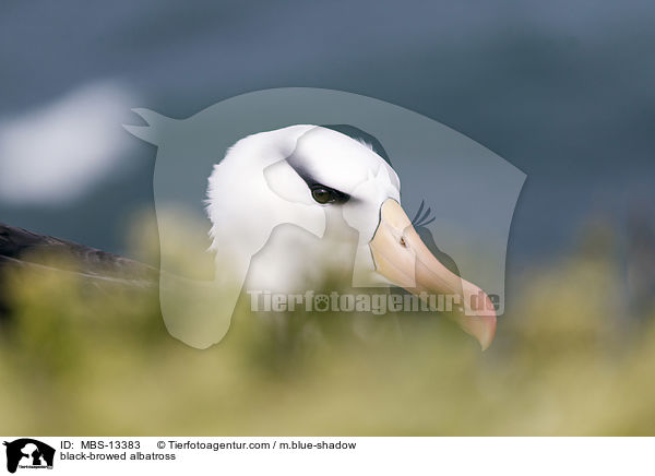 Schwarzbrauenalbatros / black-browed albatross / MBS-13383