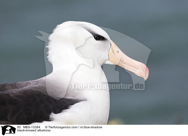 black-browed albatross / MBS-13384