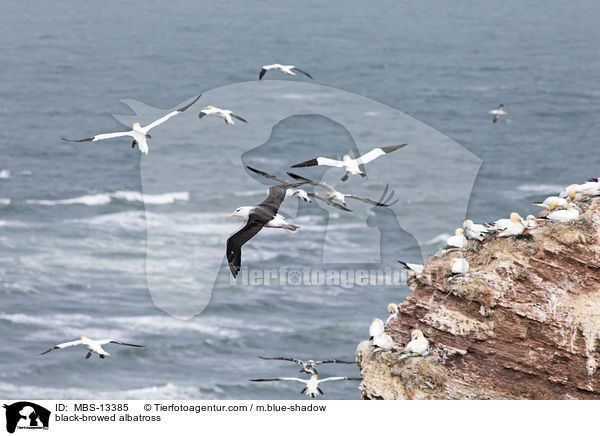 Schwarzbrauenalbatros / black-browed albatross / MBS-13385