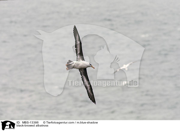 black-browed albatross / MBS-13386