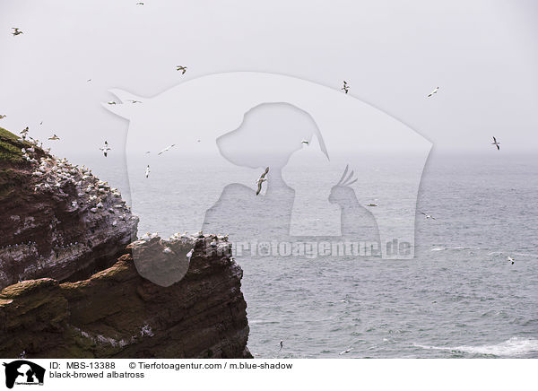 Schwarzbrauenalbatros / black-browed albatross / MBS-13388