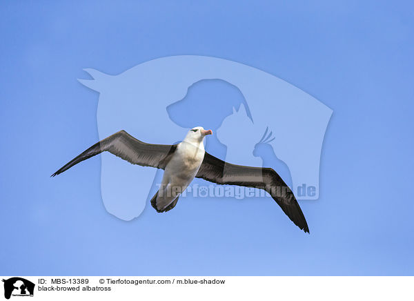 black-browed albatross / MBS-13389