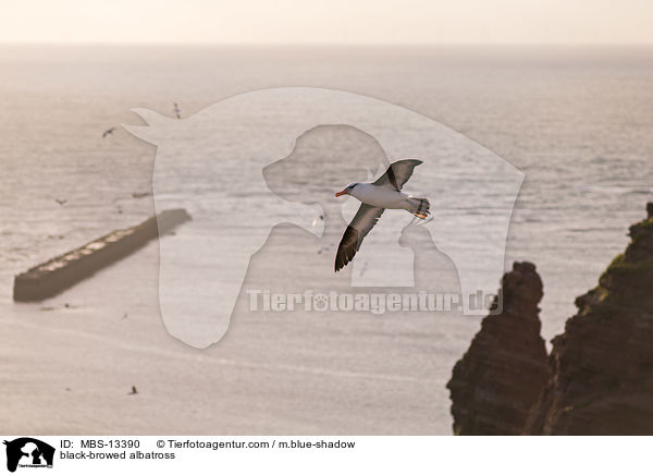 Schwarzbrauenalbatros / black-browed albatross / MBS-13390