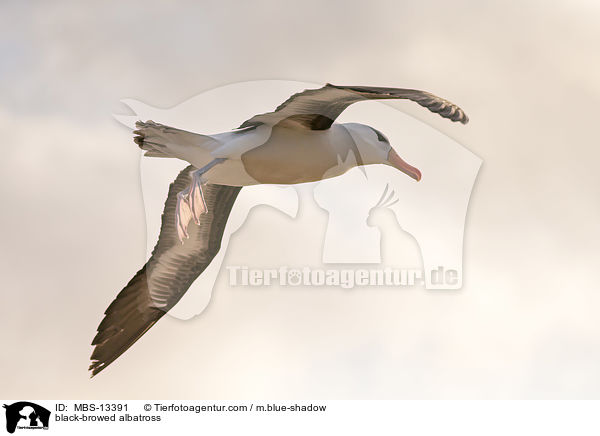 black-browed albatross / MBS-13391