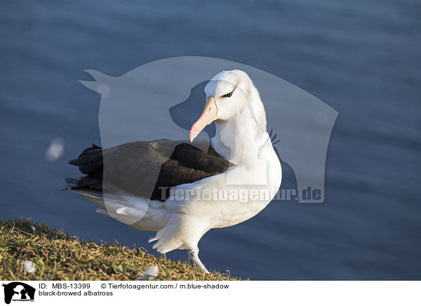 black-browed albatross / MBS-13399