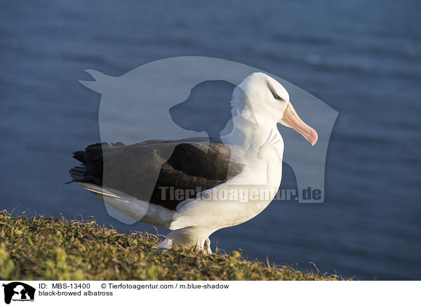 black-browed albatross / MBS-13400