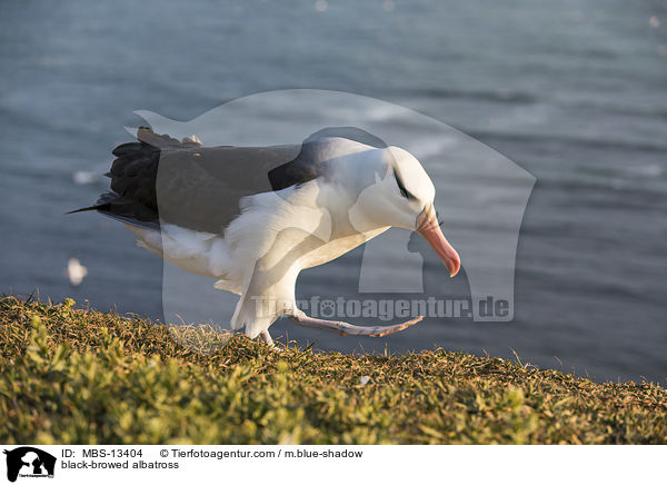 black-browed albatross / MBS-13404