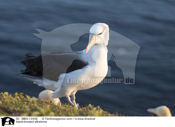 Schwarzbrauenalbatros / black-browed albatross / MBS-13408