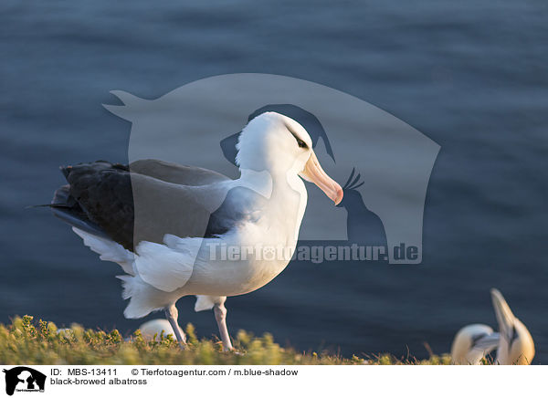 Schwarzbrauenalbatros / black-browed albatross / MBS-13411