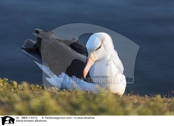 black-browed albatross / MBS-13412