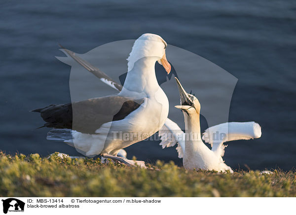 Schwarzbrauenalbatros / black-browed albatross / MBS-13414