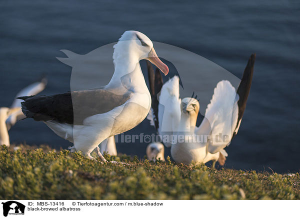 Schwarzbrauenalbatros / black-browed albatross / MBS-13416