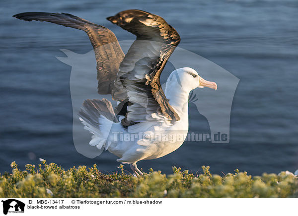 Schwarzbrauenalbatros / black-browed albatross / MBS-13417