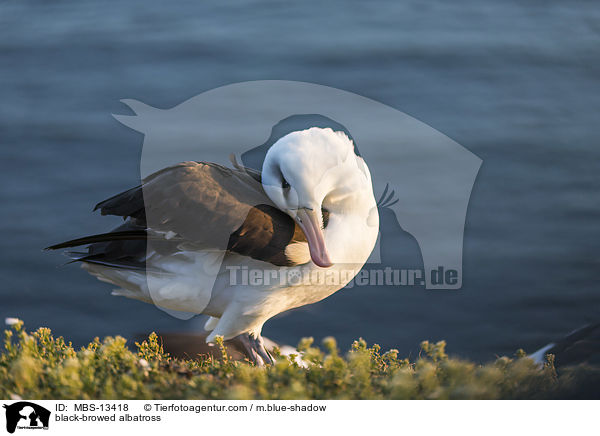 black-browed albatross / MBS-13418
