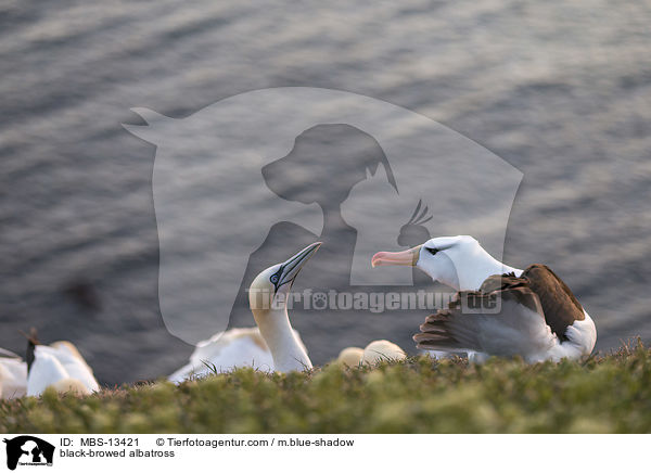 Schwarzbrauenalbatros / black-browed albatross / MBS-13421