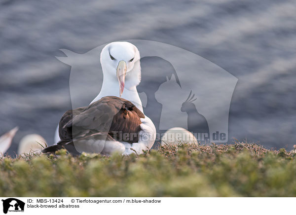 black-browed albatross / MBS-13424