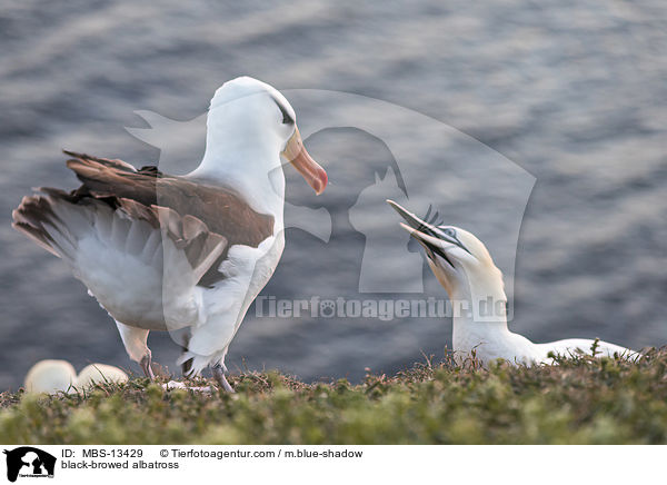 Schwarzbrauenalbatros / black-browed albatross / MBS-13429