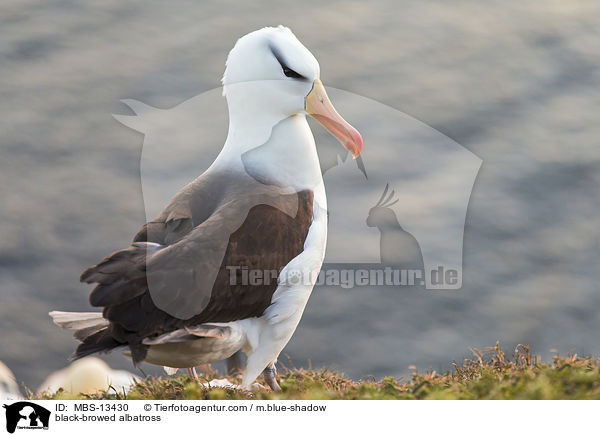 black-browed albatross / MBS-13430