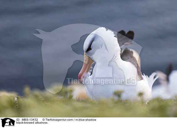 Schwarzbrauenalbatros / black-browed albatross / MBS-13432