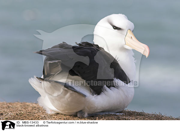 Schwarzbrauenalbatros / black-browed albatross / MBS-13433