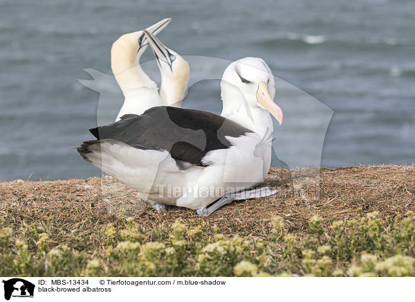Schwarzbrauenalbatros / black-browed albatross / MBS-13434