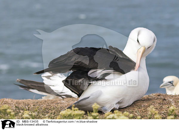 black-browed albatross / MBS-13435