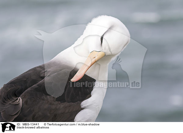 Schwarzbrauenalbatros / black-browed albatross / MBS-13441