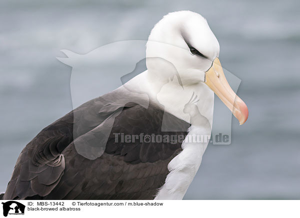 black-browed albatross / MBS-13442