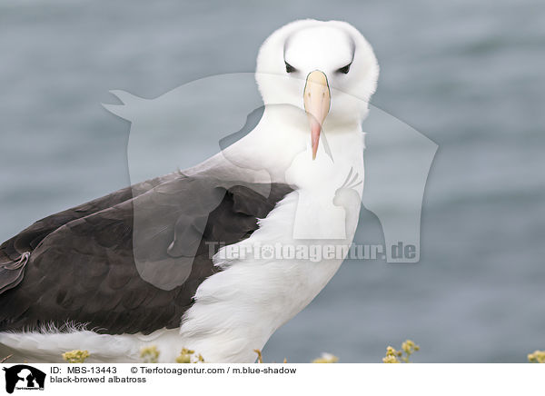 Schwarzbrauenalbatros / black-browed albatross / MBS-13443