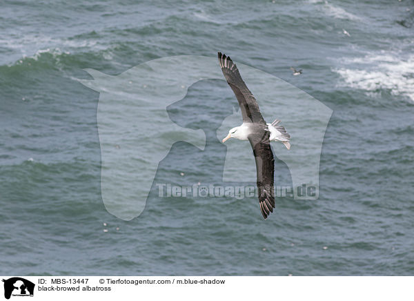 Schwarzbrauenalbatros / black-browed albatross / MBS-13447
