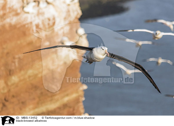 black-browed albatross / MBS-13452