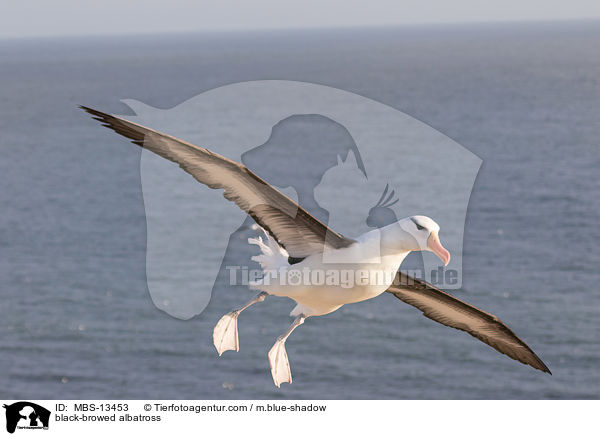 Schwarzbrauenalbatros / black-browed albatross / MBS-13453