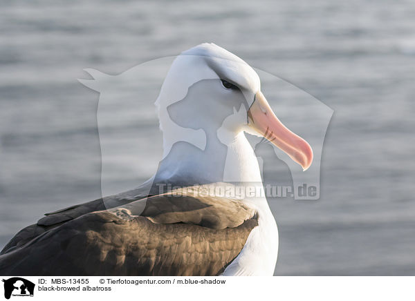 black-browed albatross / MBS-13455