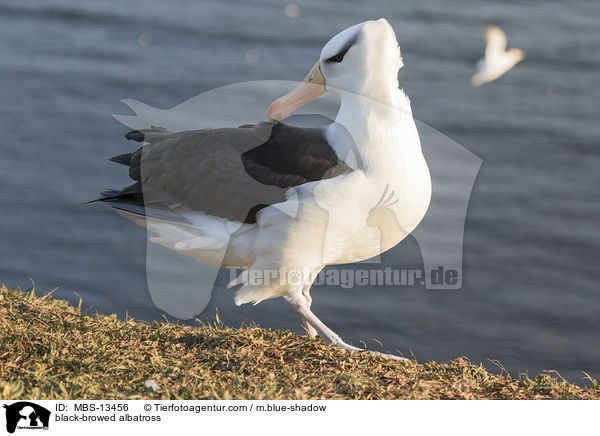 black-browed albatross / MBS-13456