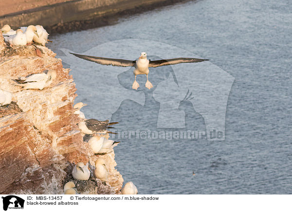 black-browed albatross / MBS-13457