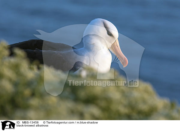 Schwarzbrauenalbatros / black-browed albatross / MBS-13458