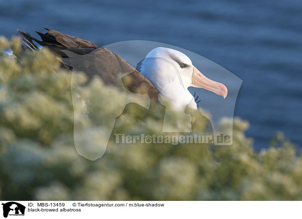 black-browed albatross / MBS-13459