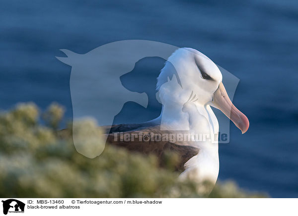 black-browed albatross / MBS-13460