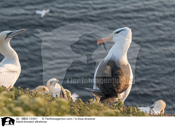 black-browed albatross / MBS-13461