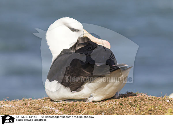 Schwarzbrauenalbatros / black-browed albatross / MBS-13462