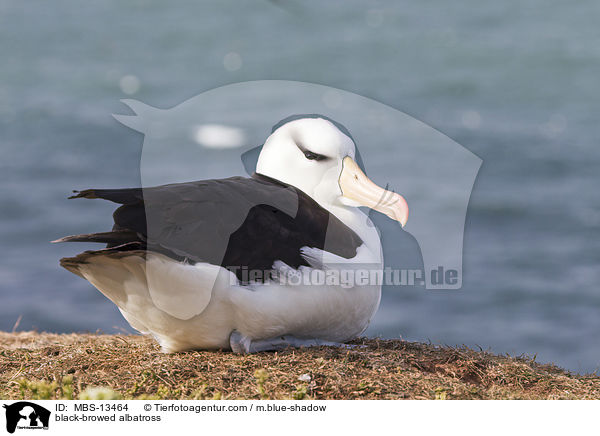 black-browed albatross / MBS-13464