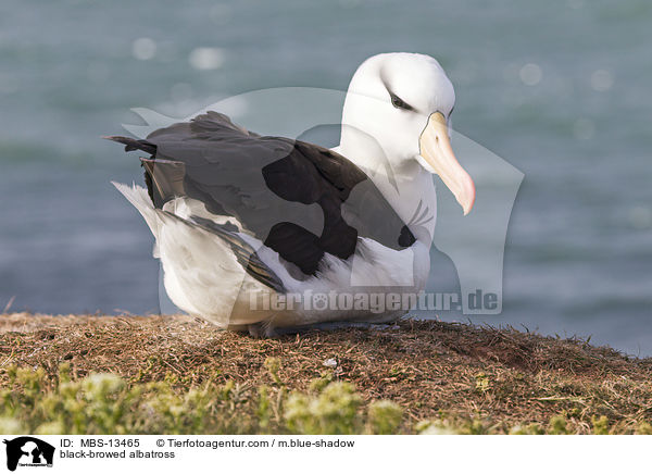 black-browed albatross / MBS-13465